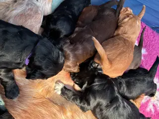 Cockerspaniel/springerspaniel hvalpe