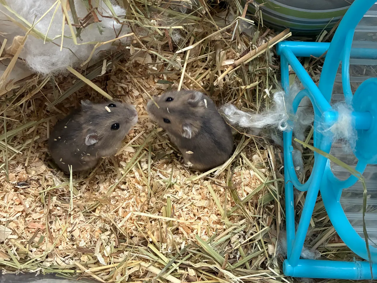 Billede 2 - Hamsterunger til salg