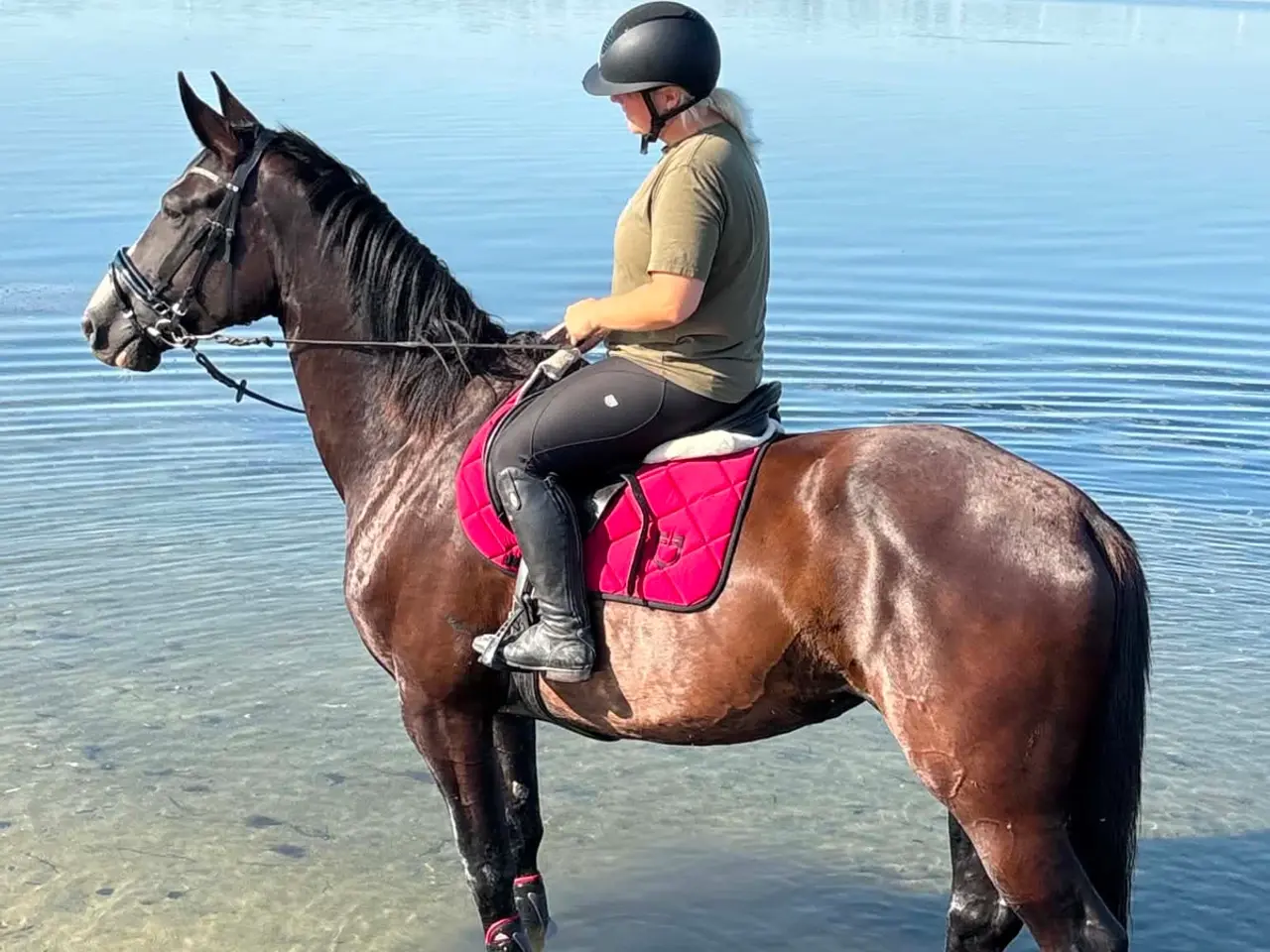 Billede 1 - 5 års hoppe efter Blue horse Kingston 