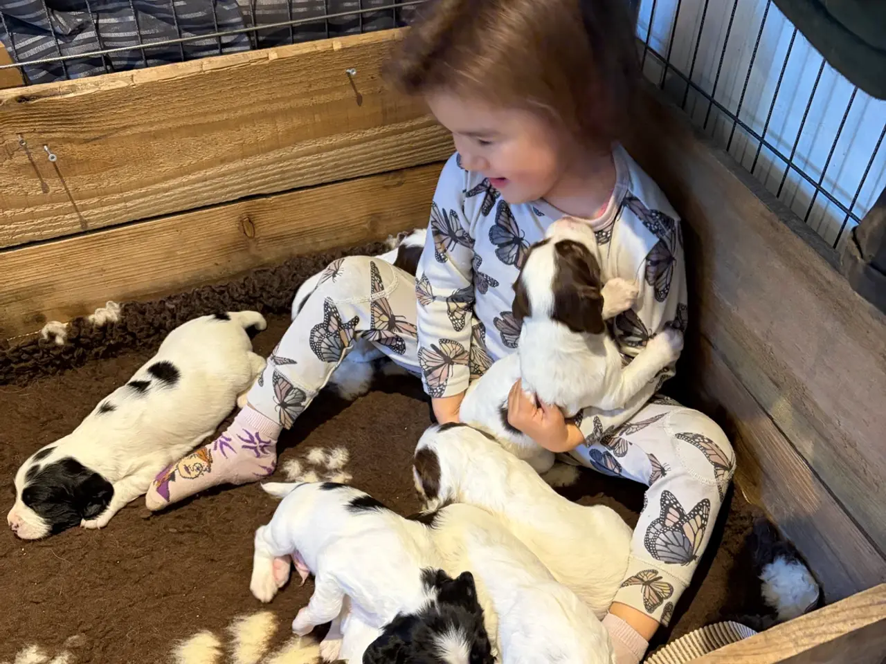 Billede 1 - Ft. Springer Spaniel hvalpe !