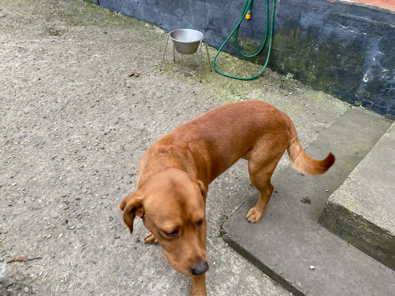 Billede 7 - Ægte Red FOX Labrador tæve