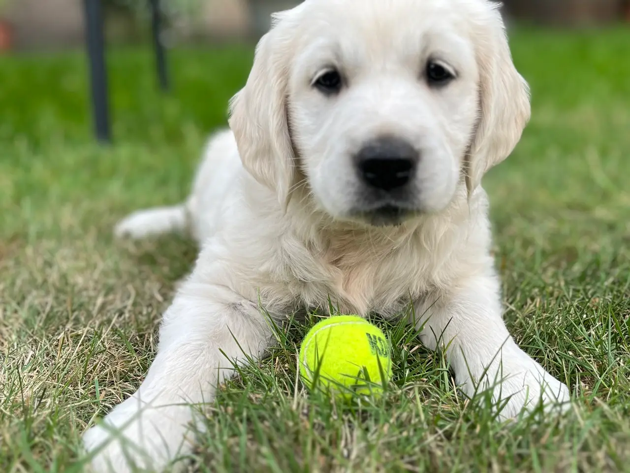 Billede 1 - 4 Golden retriever hvalpe sælges