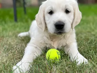 4 Golden retriever hvalpe sælges