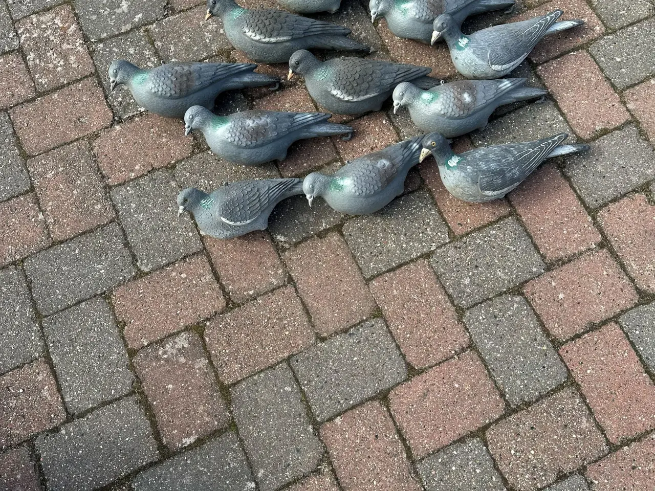 Billede 2 - Lokkeænder til jagt