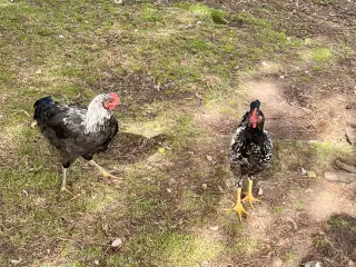 Unghaner gives væk