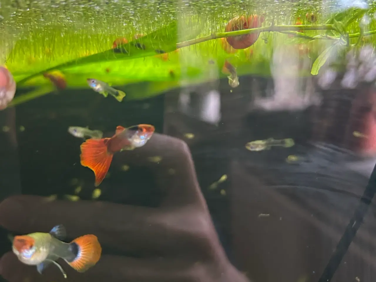 Billede 12 - 🔥❤️ Rednose Dumbo Guppy – Premium Voksne | Viby J