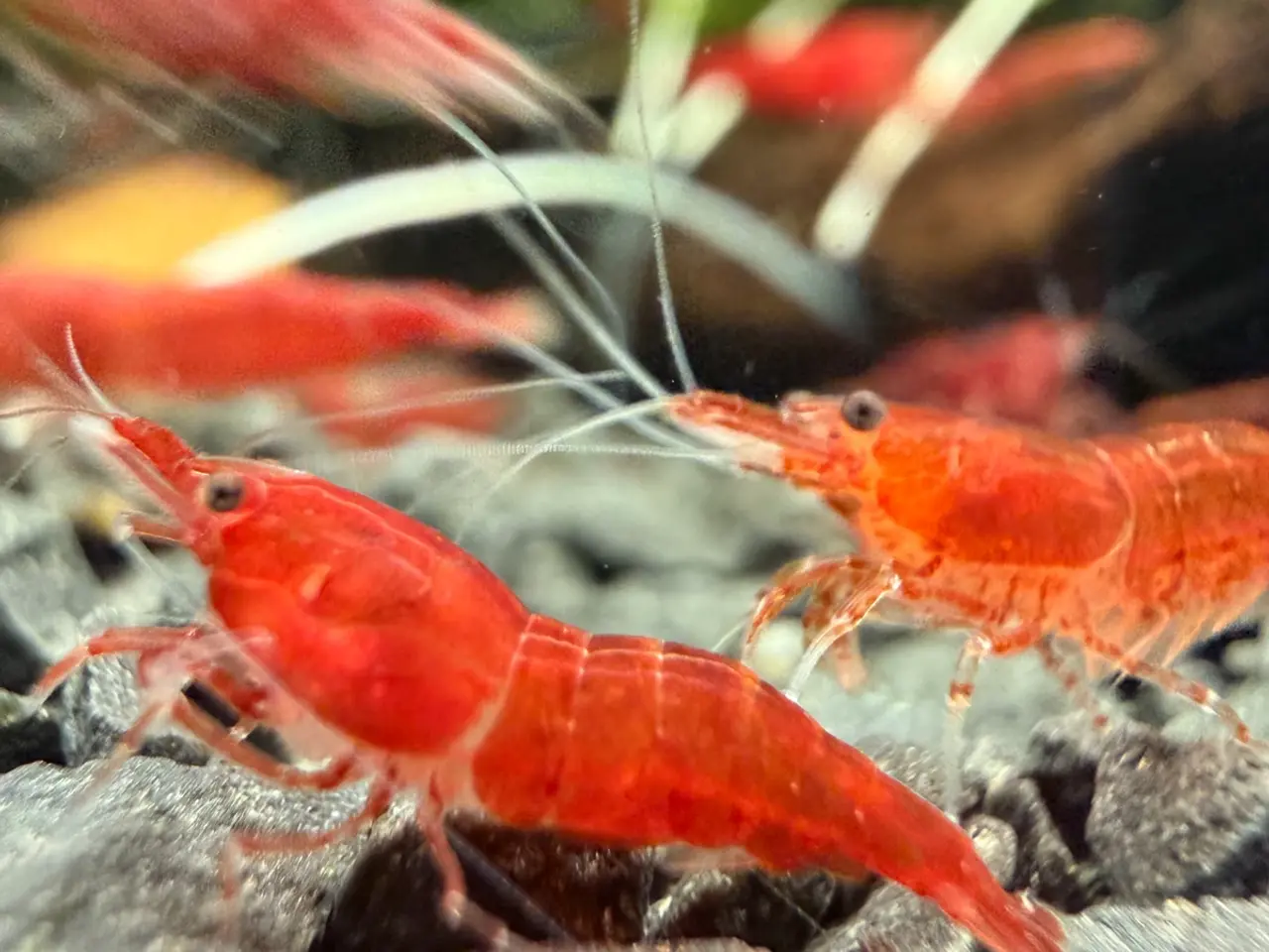 Billede 4 - đSuper flotte Fire Red rejerđ lysere og mĂĽrkere