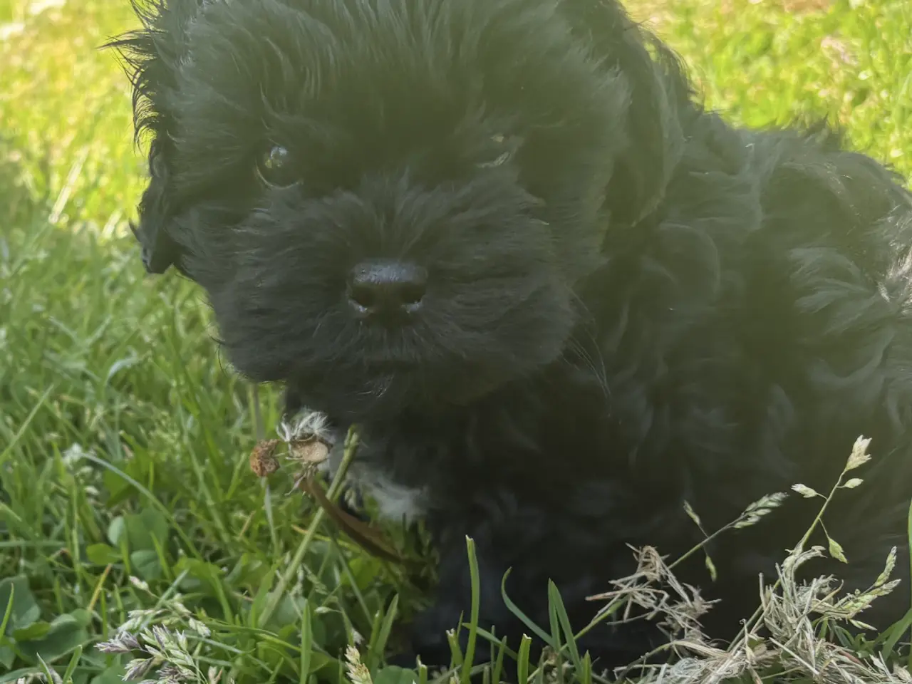Billede 6 - 🐾 Shih-Poo hvalpe – 2 kærlige drenge klar til ny