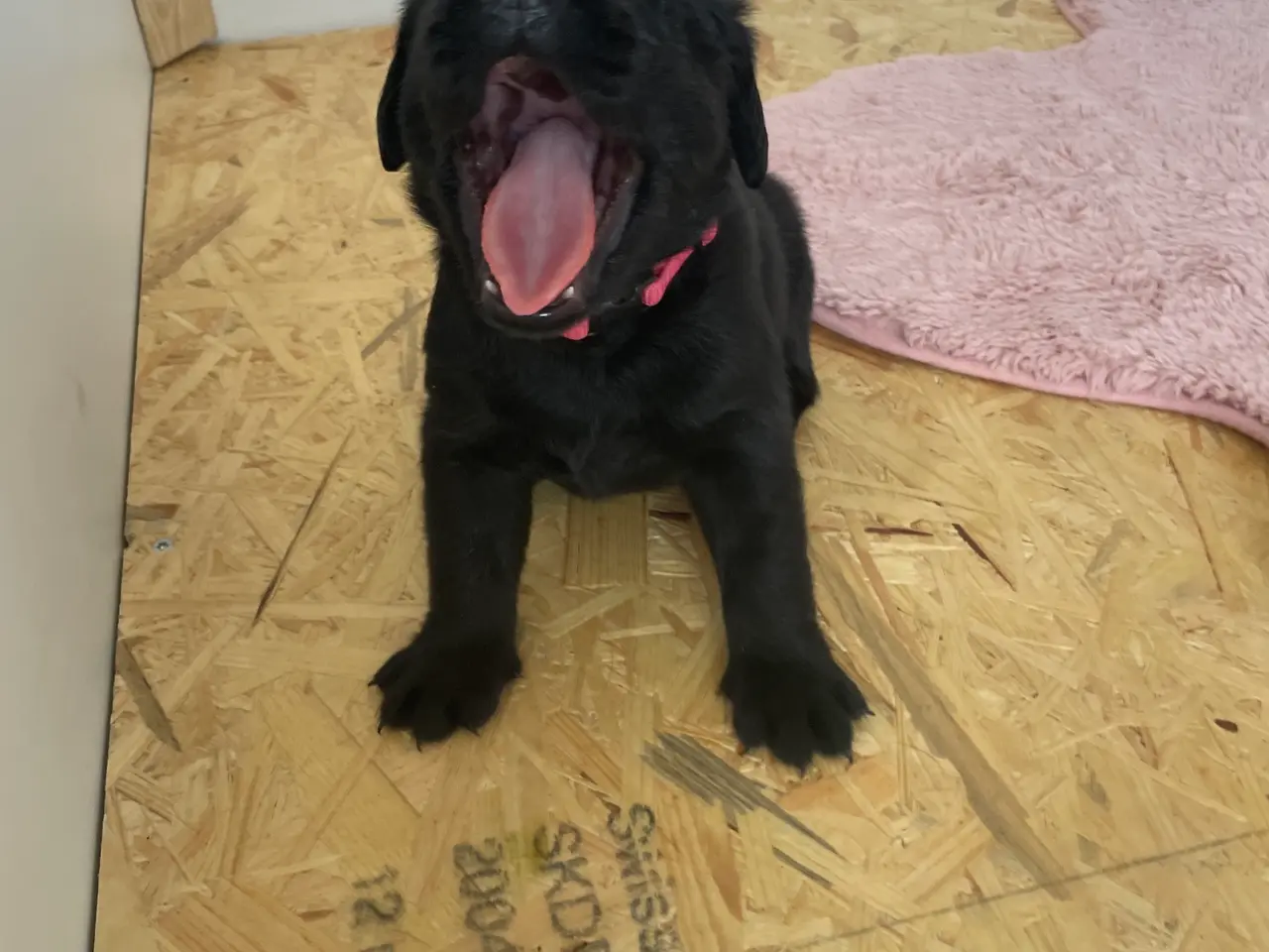 Billede 11 - Labrador/golden retriever hvalpe til salg