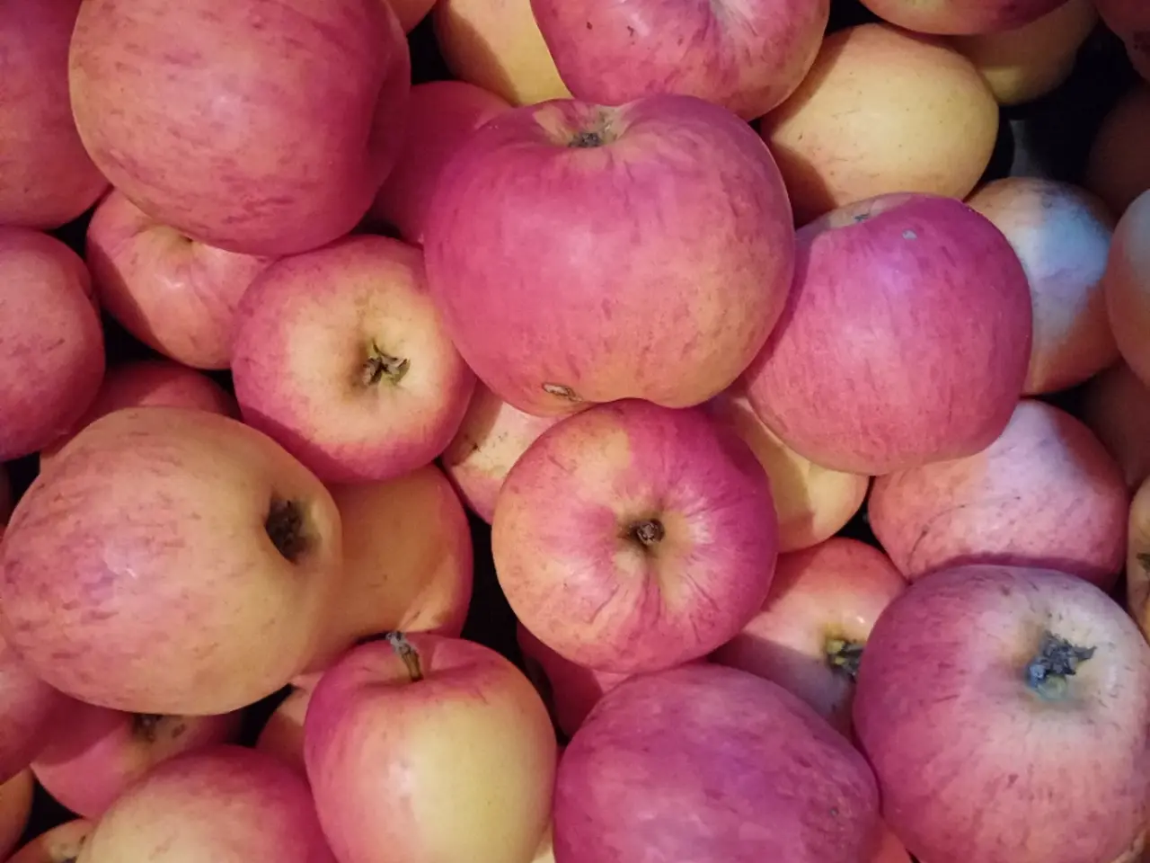 Billede 4 - Håndplukkede fine øko æbler mange, Spise- madæbler