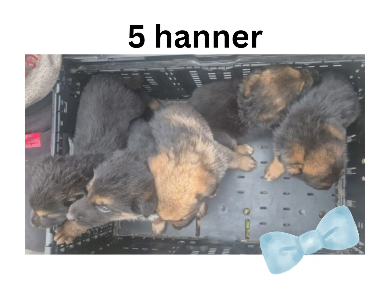 Billede 8 - 🩵🩷 🐶 Smukke Schæfer Blandingshvalpe