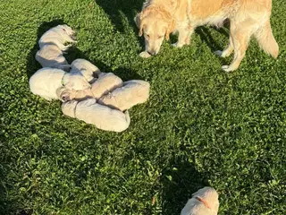 Golden Retriever hvalpe