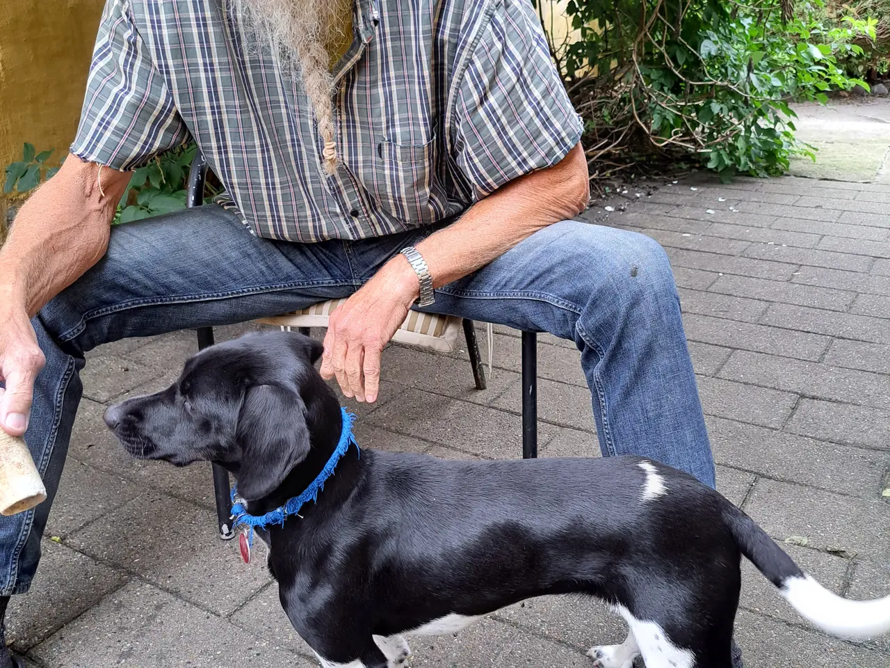 Billede 6 - Dansk Svensk gårdhund blanding