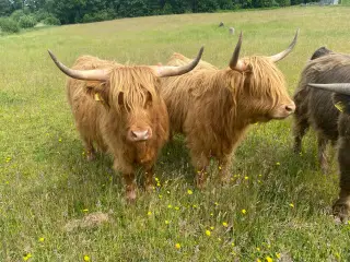 2 drægtige kvier og en avl tyr sælges 