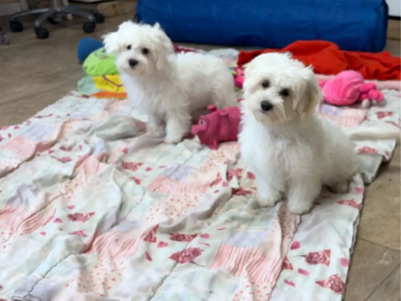 Billede 15 - 1 Maltipoo pige er rejse klar nu !