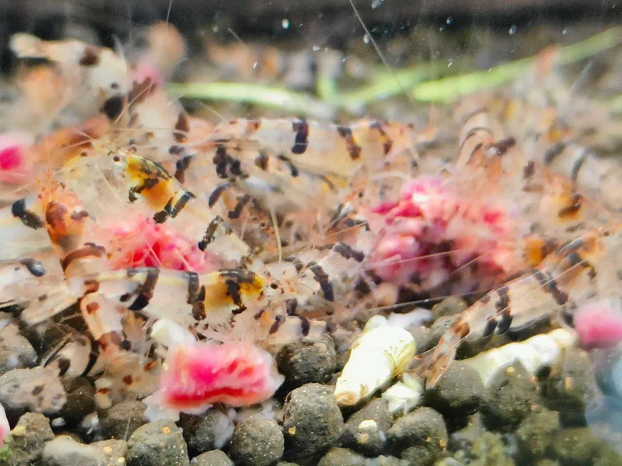 Billede 3 - Caridina racoon tiger rejer sælges