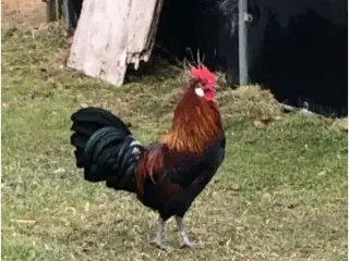 rugeæg
