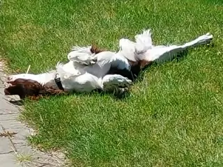 Ft springer spaniel