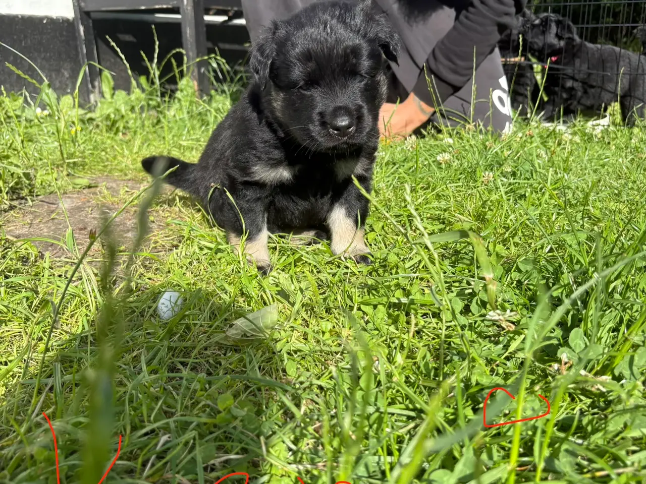 Billede 4 - Blandings hvalpe eurasier/golden