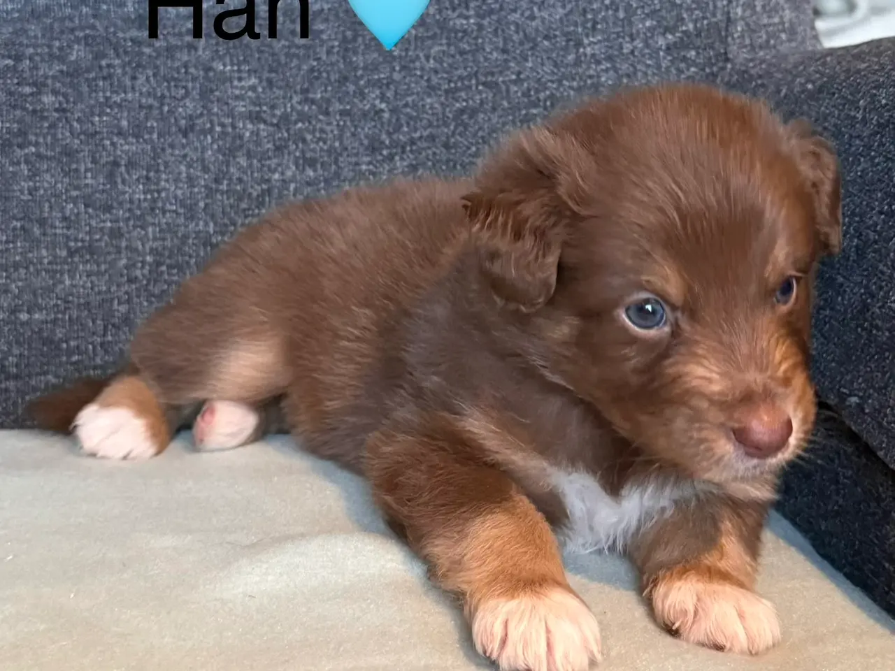 Billede 3 - Australian Shepherd