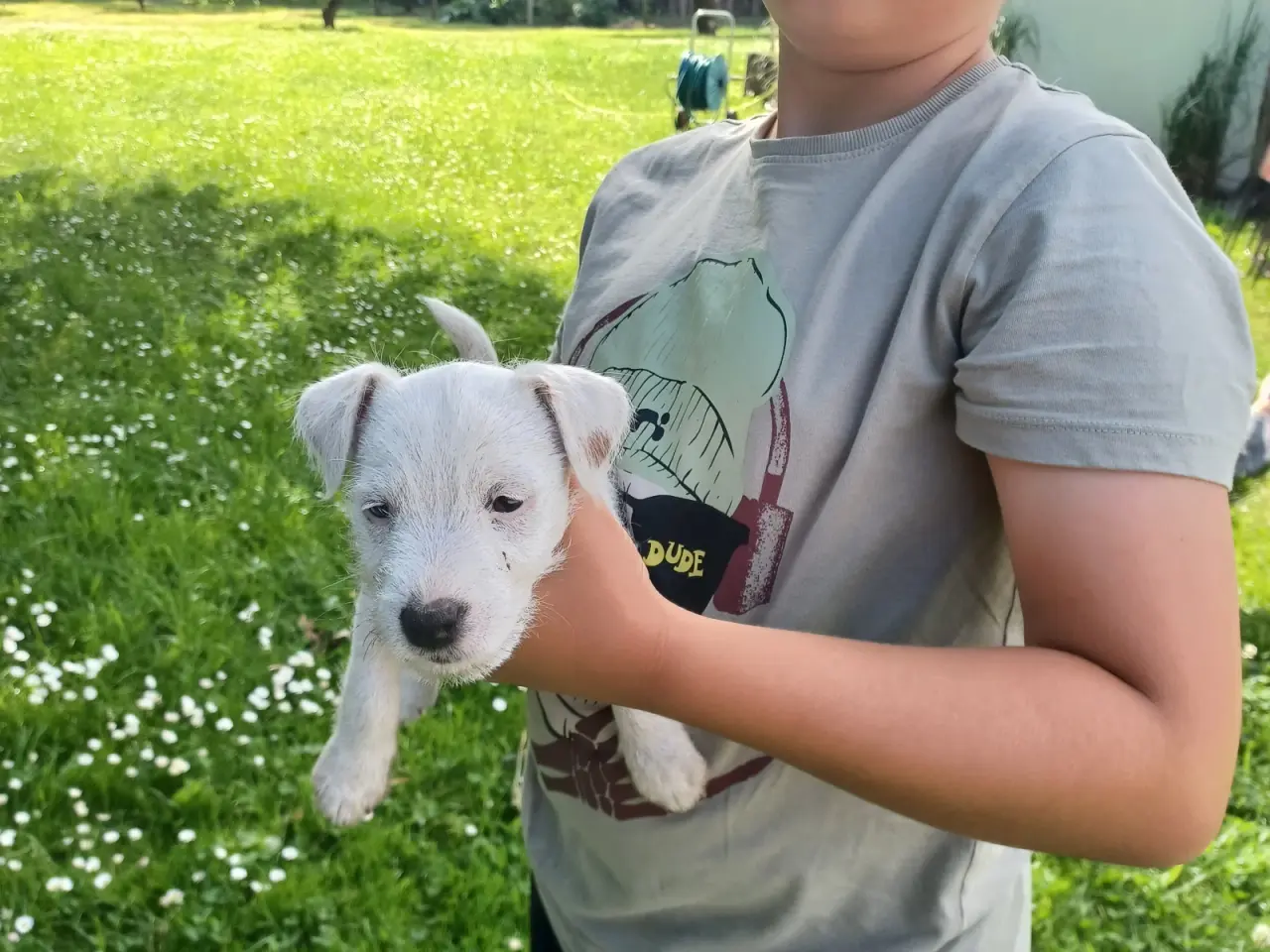 Billede 5 - Skønne Jack Russel hvalpe