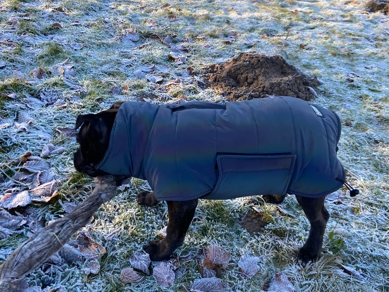 Billede 3 - Hunde Vinterjakke