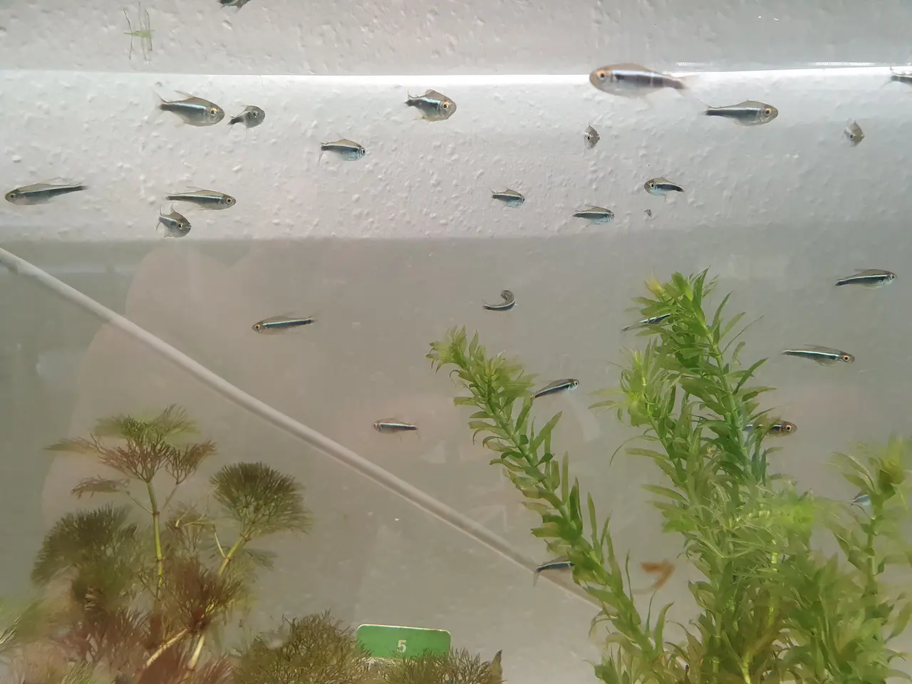 Billede 6 - ⚫🐟 SORTE NEON TIL SALG 🐟⚫