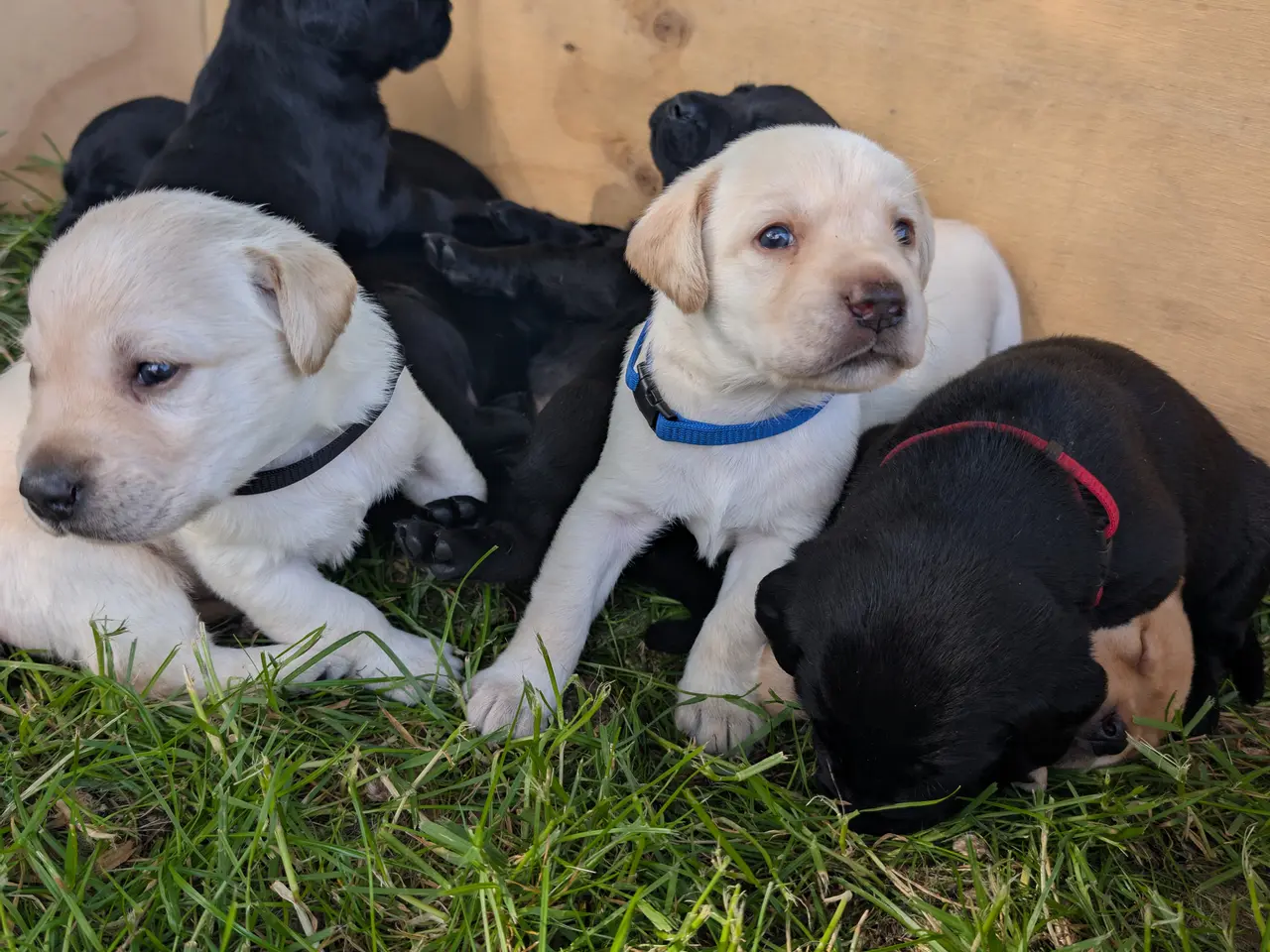 Billede 5 - Labrador hvalpe