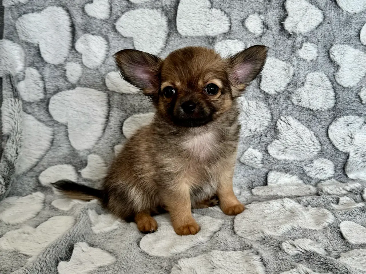 Billede 1 - Chihuahua hvalp søger madslave