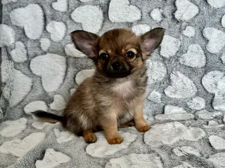 Chihuahua hvalp søger madslave