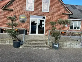 OLIVENTRÆ I POTTE 200CM