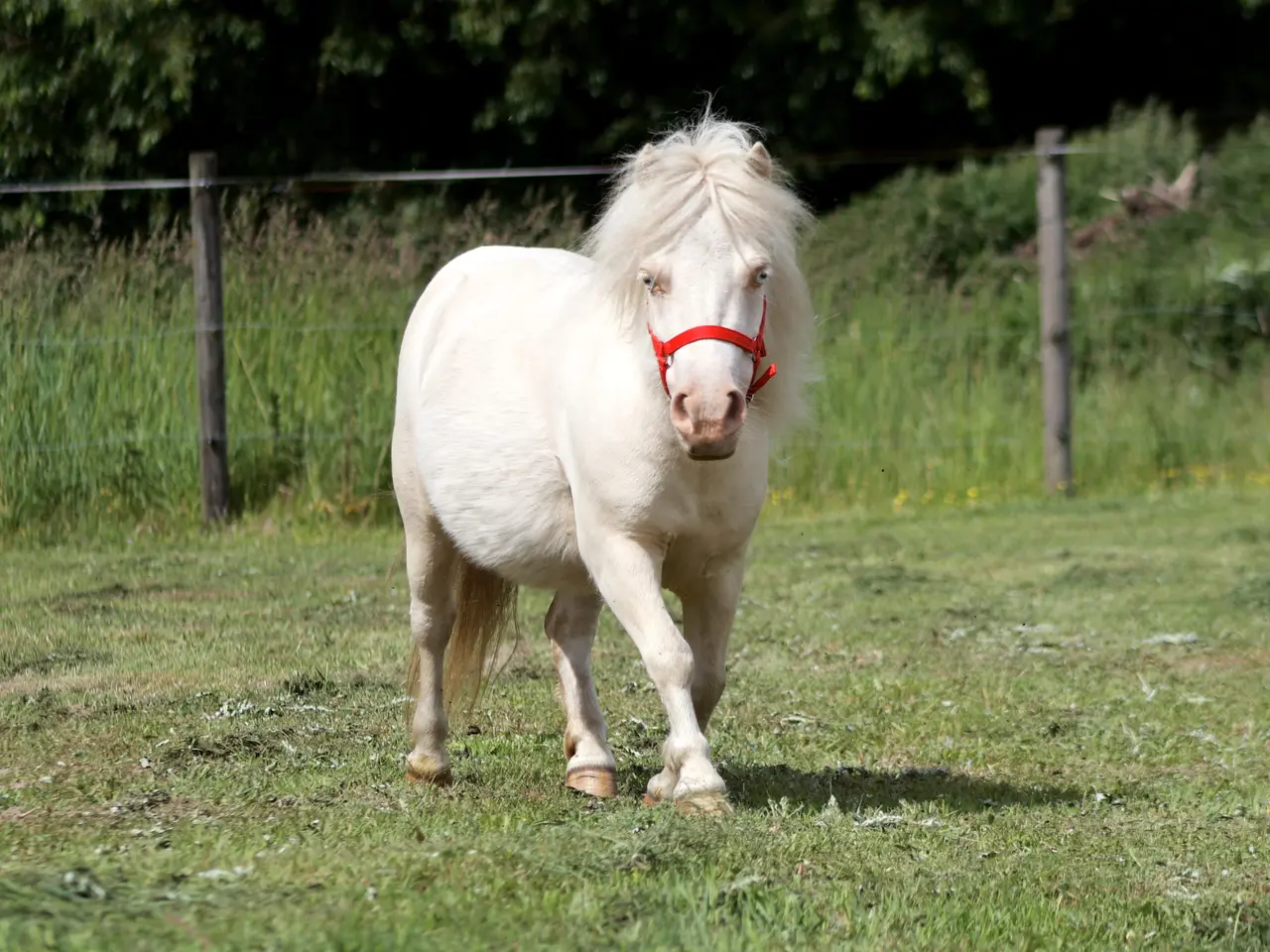 Billede 2 - Cremello broget shetlandspony hoppe, mini str.