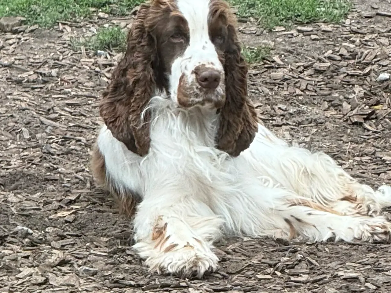 Billede 1 - Cocker Spaniel (Hanhund)