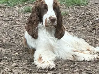 Cocker Spaniel (Hanhund)