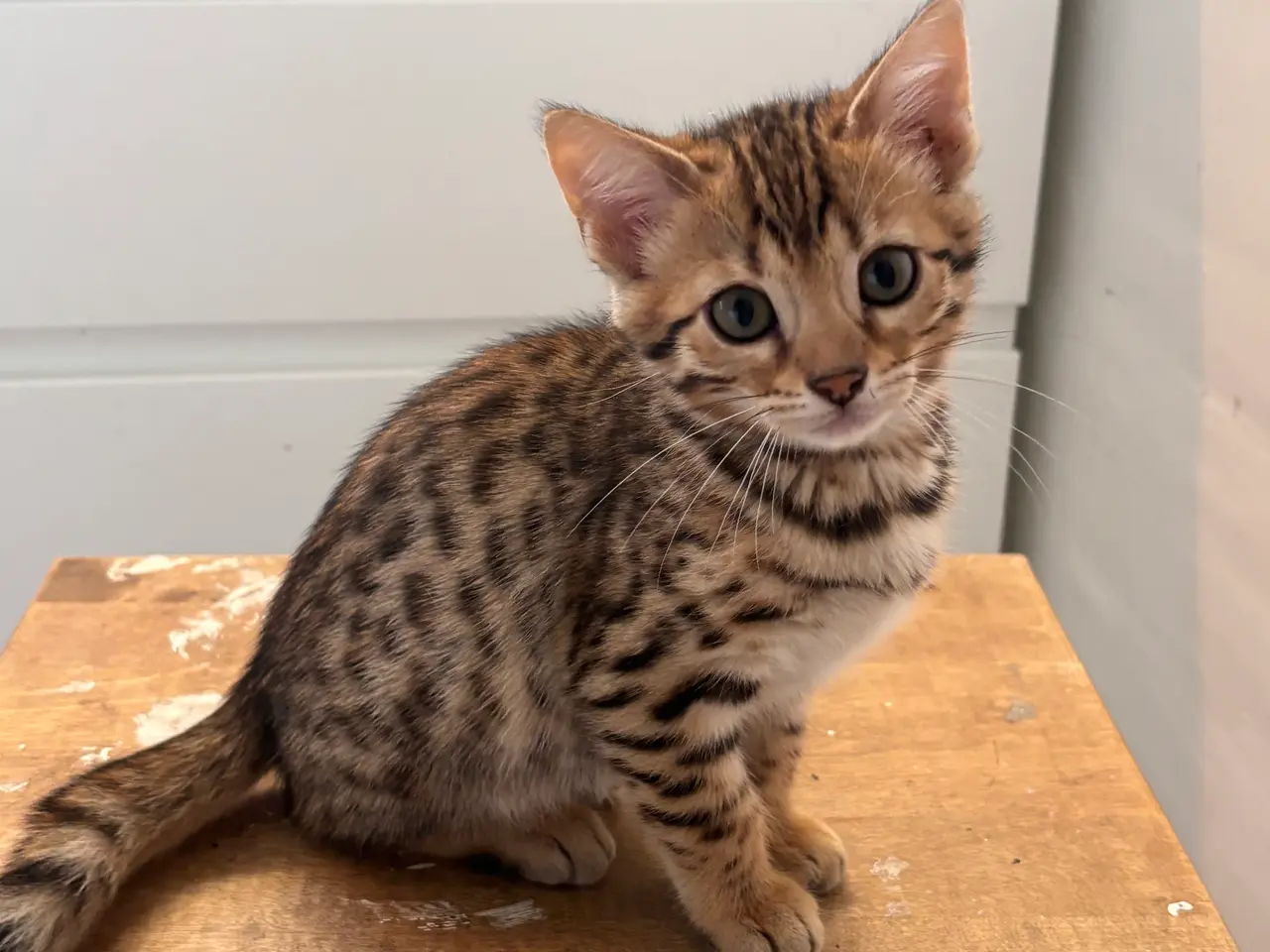 Billede 3 - Fine Bengal killinger klar til afrejse