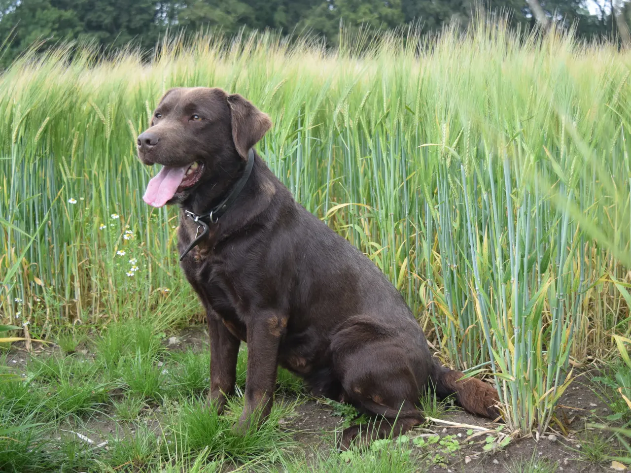 Billede 10 - Brune Labrador-hvalpe med DKK-stamtavle 🐶