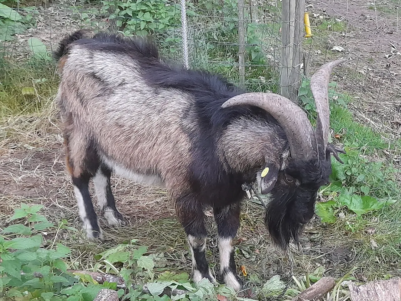 Billede 1 - Stor landbuk på1,5år sælges,
