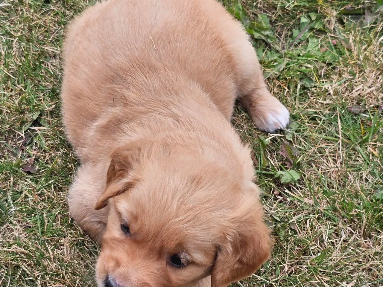 Billede 3 - Golden Retriever hvalpe