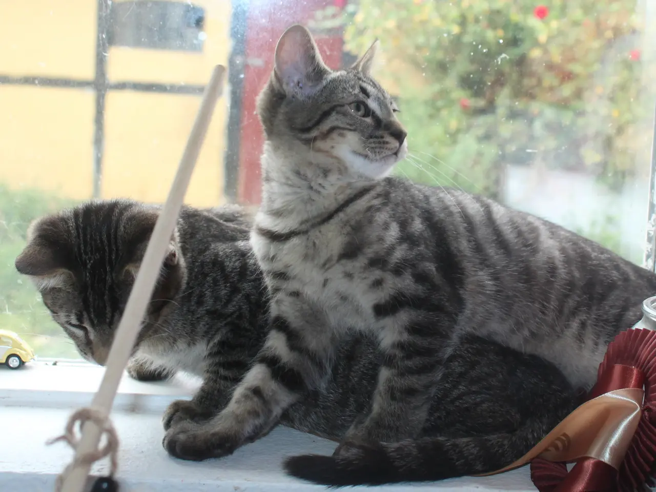 Billede 2 - 🌿 Nysgerrig Maine Coon dreng 🌿
