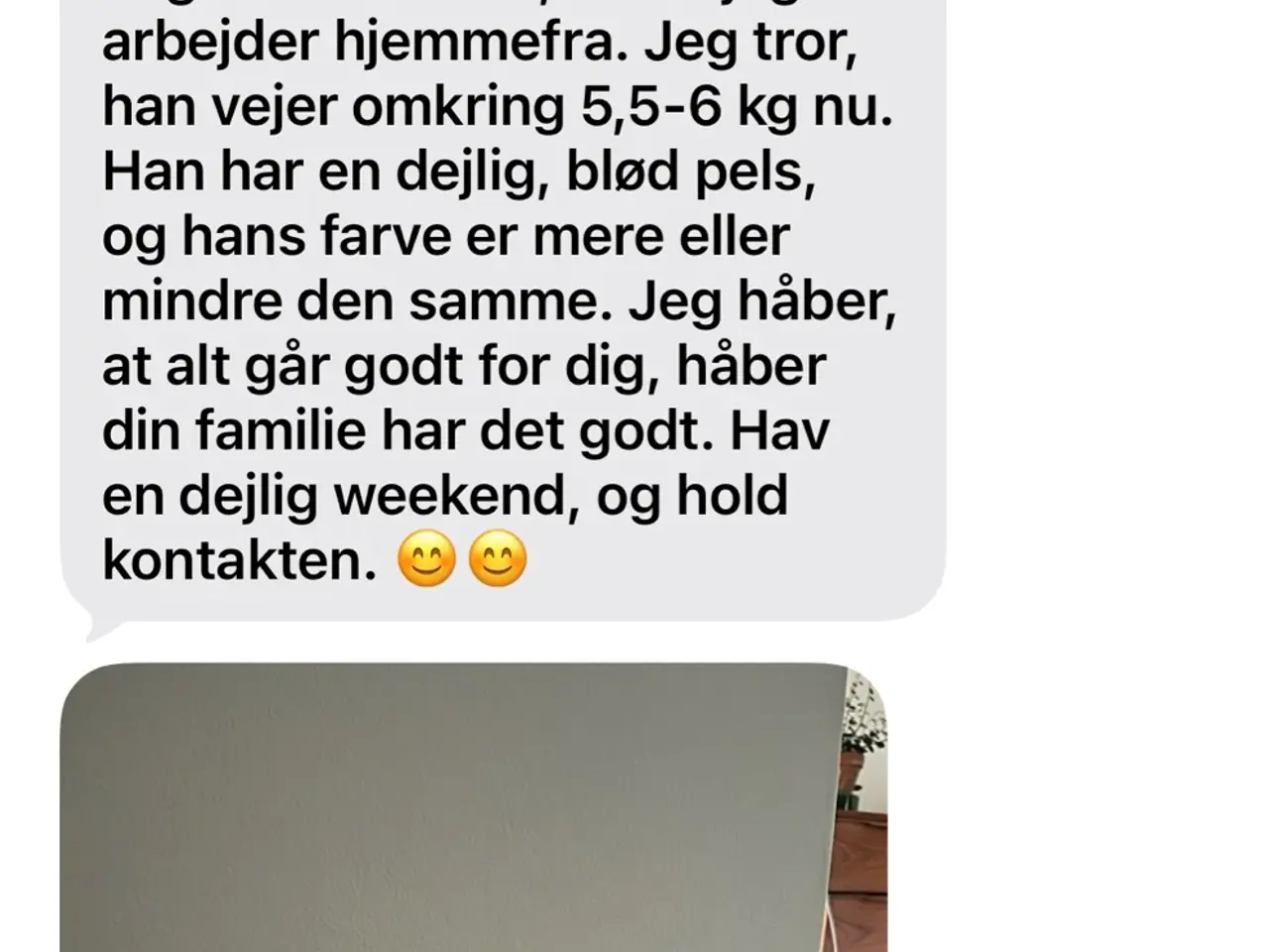 Billede 5 - Havapoo-hvalpe klar til nye hjem i November