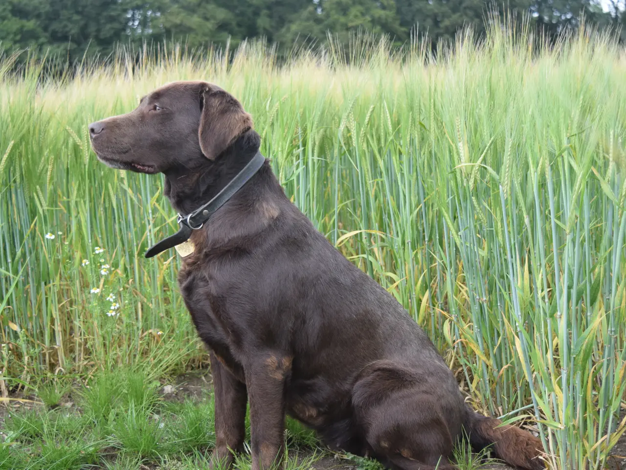 Billede 9 - Brune Labrador-hvalpe med DKK-stamtavle 🐶
