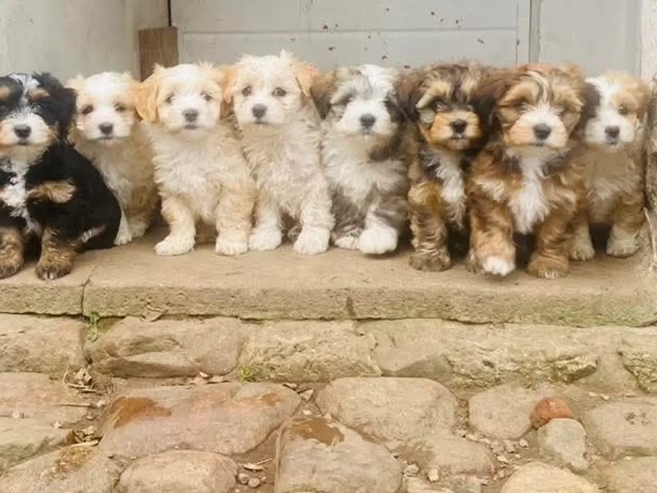 Billede 2 - Bichon havanaise han i rød zobel udbydes til avl, 