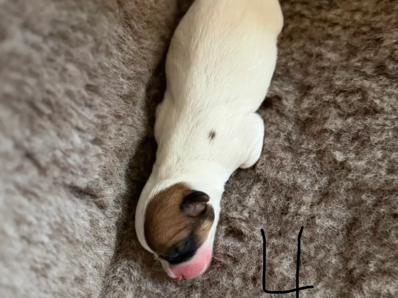 Billede 7 - 7 fine Jack russel hvalpe 🐶
