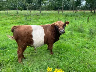 Udlejning rød Bæltet Galloway-tyr