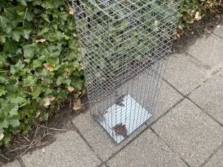 Mårfælde til at fange husmår eller lignende