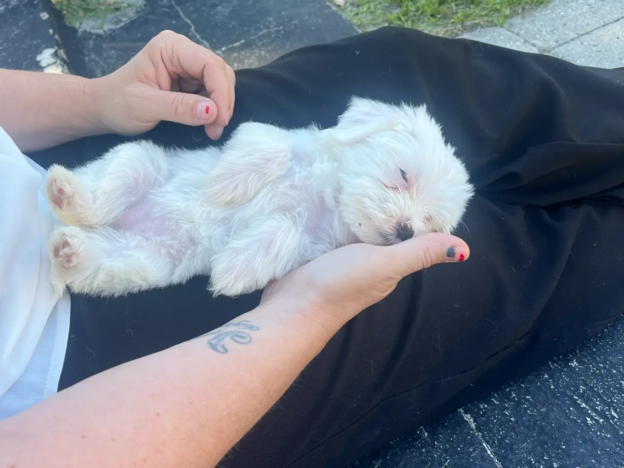 Billede 7 - Skønne allergivenlige hvalpe