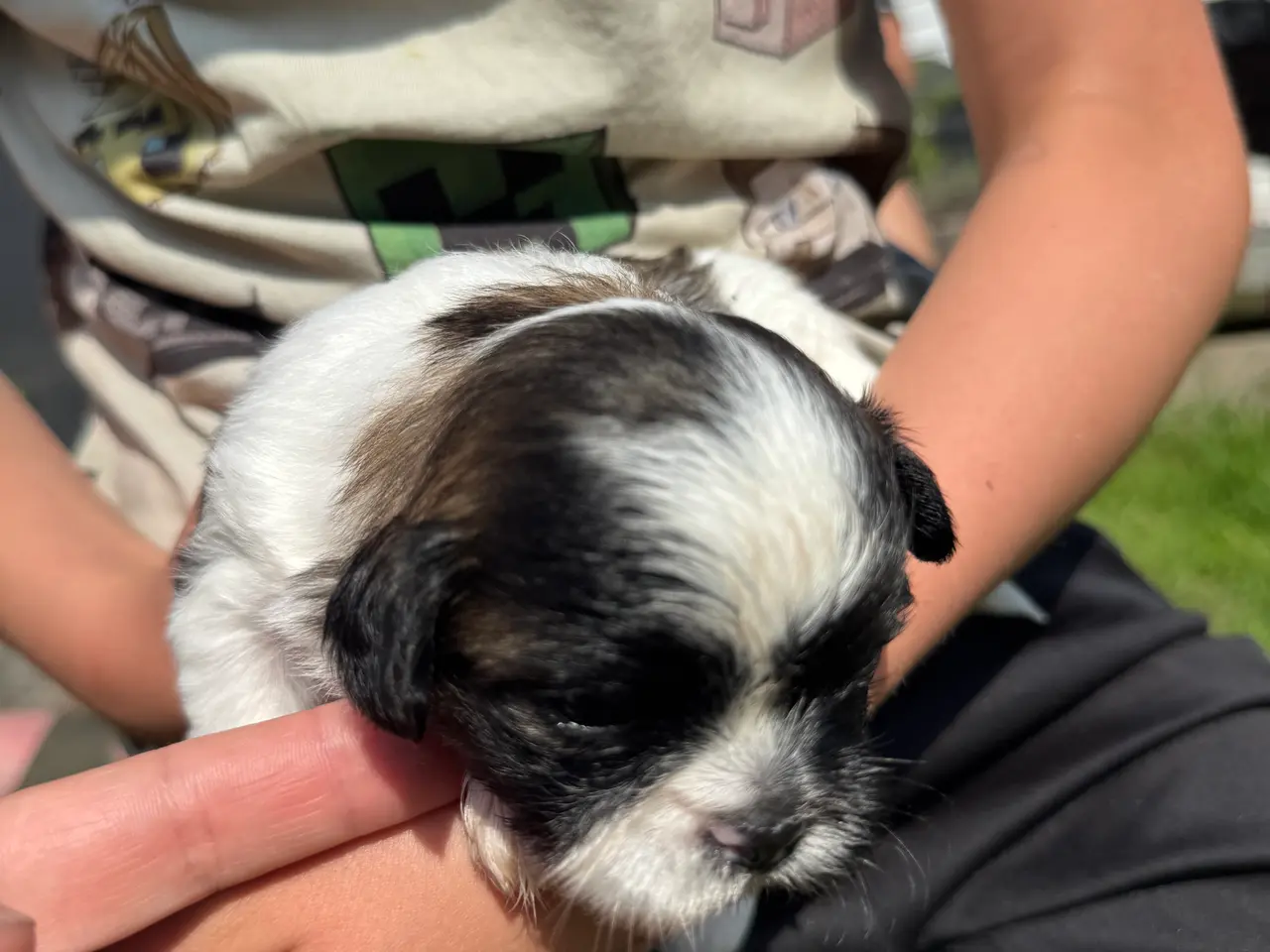 Billede 4 - Lækkere små Shih-Tzu hvalpe❤️