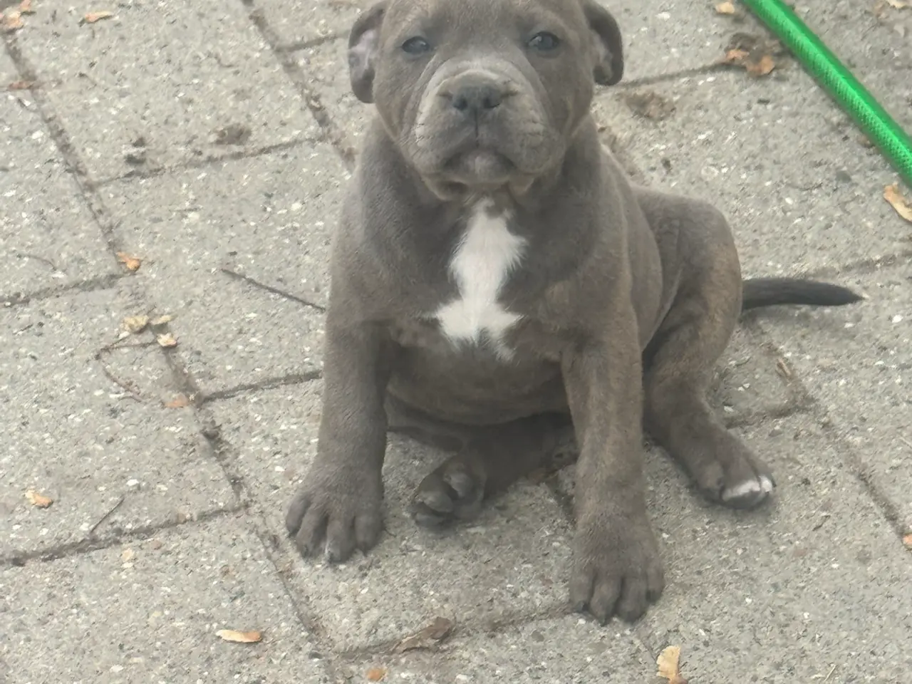 Billede 8 - 3/4 Staffordshire - 1/4 Old English Bulldog