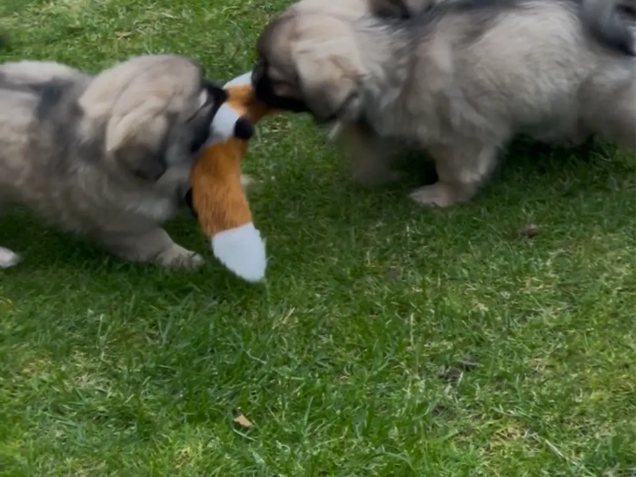 Billede 3 - Tibetansk spaniel hvalpe
