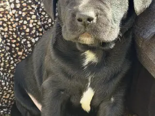 🐶 2 skønne hanhvalpe søger deres nye familier ❤️